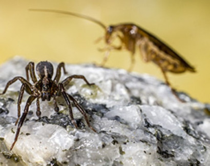 Որոնման արդյունքներ Почему тараканы переносят болезни, а пауки нет?