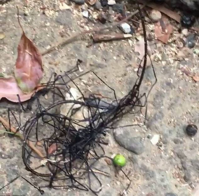 'Alien life form' spotted crawling across the ground looks like 'creature that got lost on earth'