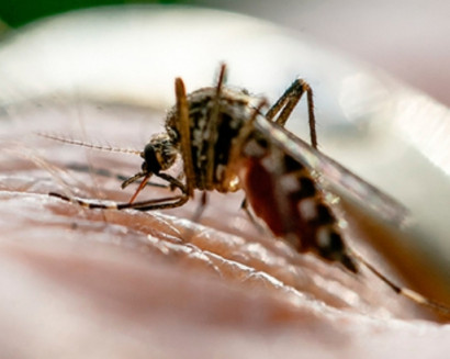 Man banned from Twitter over mosquito death threat