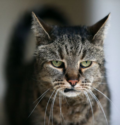 The world's oldest cat has died - but the puss reached an incredible age
