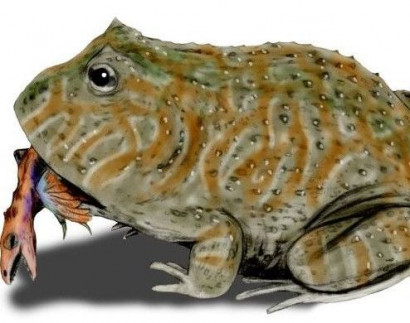 Гигантская доисторическая лягушка могла поедать динозавров