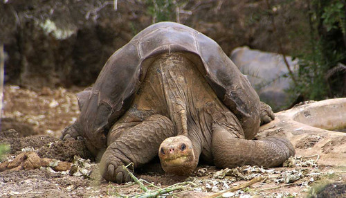 Абингдонская слоновая черепаха. 24 июня 2012 года. Последний представитель – Одинокий Джордж, умерший в возрасте более 100 лет.
