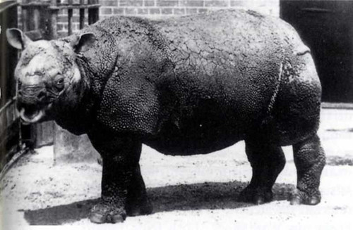 Вьетнамский носорог. 2011 год.