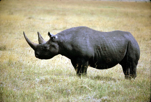 Западный черный носорог. 2011 год. Вид стал жертвой браконьерства.