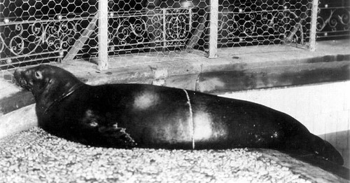 Карибский тюлень-монах. 2008 год. Последний раз был замечен в 1952 году, однако официально вымершим был признан в 2008 году.