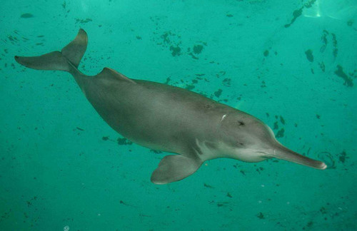 Китайский речной дельфин. Последняя особь была замечена в 2007 году.