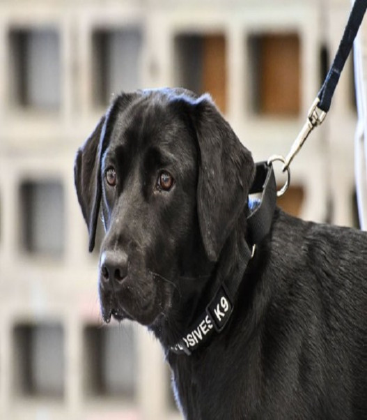 ԱՄՆ-ում «աշխատանքից հեռացրել են» լաբրադոր ցեղատեսակի շանը, որին չէր հետաքրքրում պայթուցիկի որոնումը