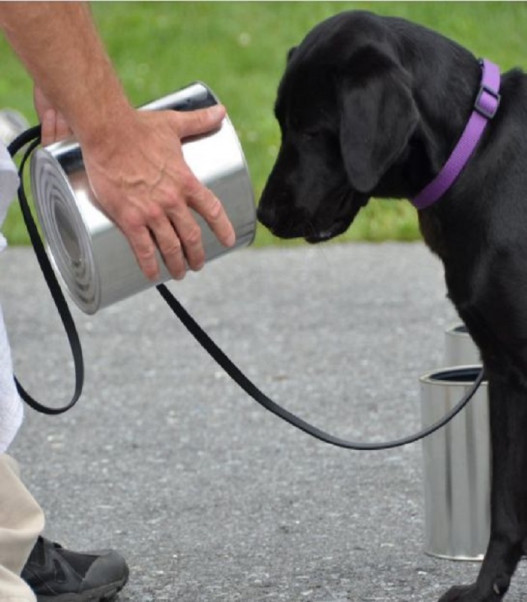ԱՄՆ-ում «աշխատանքից հեռացրել են» լաբրադոր ցեղատեսակի շանը, որին չէր հետաքրքրում պայթուցիկի որոնումը