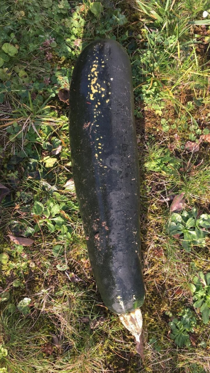 Fears squashed: Zucchini mistaken for WWII bomb in Germany