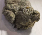 In Yakutia, they found the perfectly preserved cave lion cub