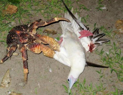 Giant coconut crab sneaks up on a sleeping bird and kills it