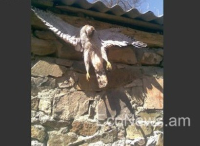 Գեղարքունիքի մարզի բնակիչը ճուռակ է որսացել ու մեխել պատին. EcoNews