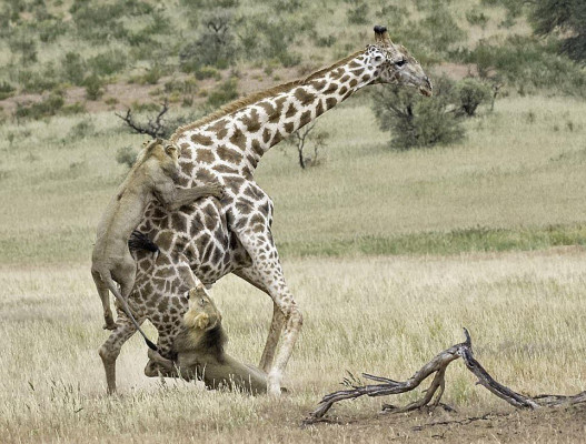 Բացառիկ երևույթ սավանայում. առյուծները կարողանում են որսալ 5-մետրանոց ընձուղտին