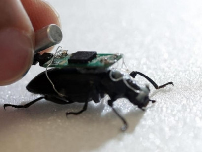 Beetle with tiny computer backpack is world's smallest cyborg insect, say NTU researchers