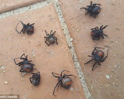 В Австралии выпал дождь из ядовитых пауков