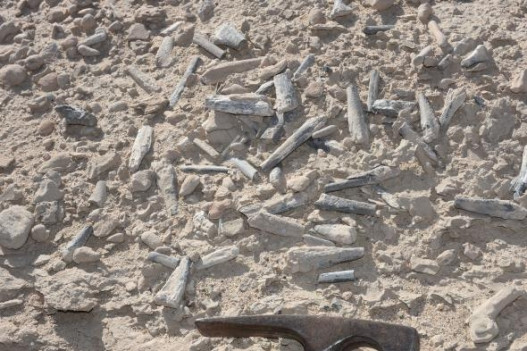 Չինաստանում հայտնաբերվել են պտերոզավրերի հարյուրավոր ձվեր՝ լավ պահպանված սաղմերով