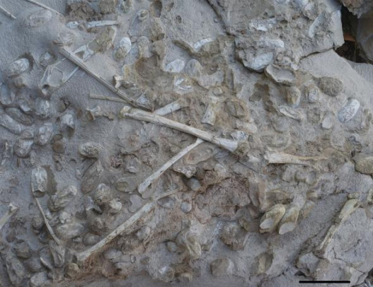 Չինաստանում հայտնաբերվել են պտերոզավրերի հարյուրավոր ձվեր՝ լավ պահպանված սաղմերով