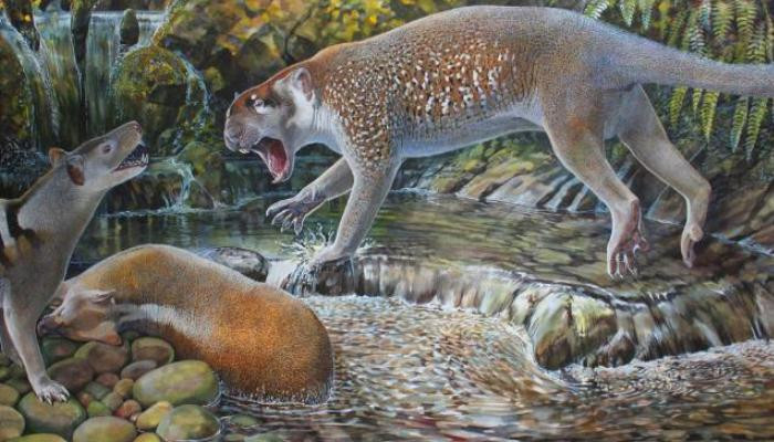A new species of marsupial lion tells us about Australia’s past