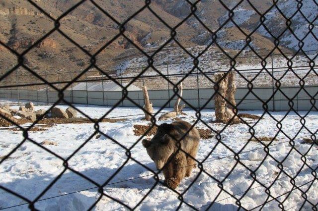 Հայաստանում բացվել է Վայրի կենդանիների փրկարար առաջին կենտրոնը. ՎիվաՍել-ՄՏՍ