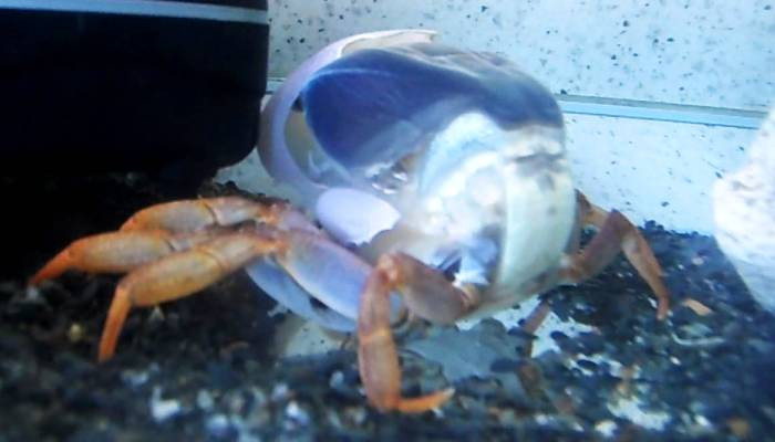 The camera captures the changing of the carapace of a crab !