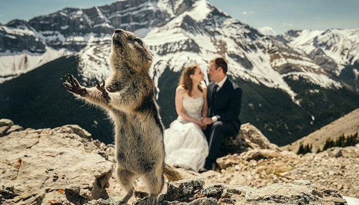 Эти 20 свадебных фотографий были зафотобомблены так хорошо, что мы не можем перестать смеяться