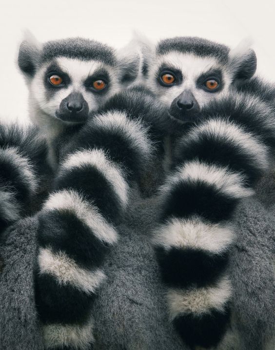 Վերացող կենդանիների զարմանահրաշ նկարները՝ Թիմ Ֆլաքի նոր ալբոմում