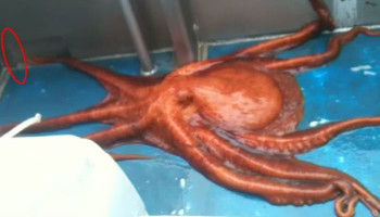 Huge Octopus Escapes Through Smallest Hole | The Dodo