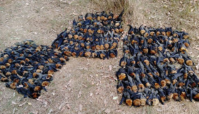 Аномальная жара в Австралии "сварила" тысячи летучих мышей