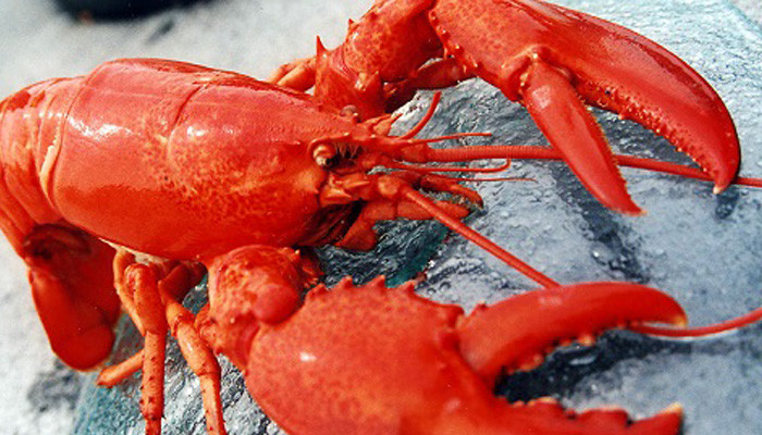 Switzerland prohibits cooking lobsters by throwing them in boiling water