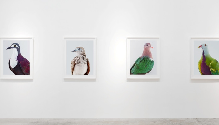 Портреты удивительно красивых птиц фотографа Лейлы Джеффрис