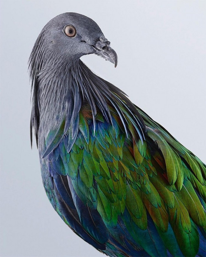 Զարմանահրաշ գույներով թռչունների դիմանկարները յուրահատուկ ֆոտոշարքում