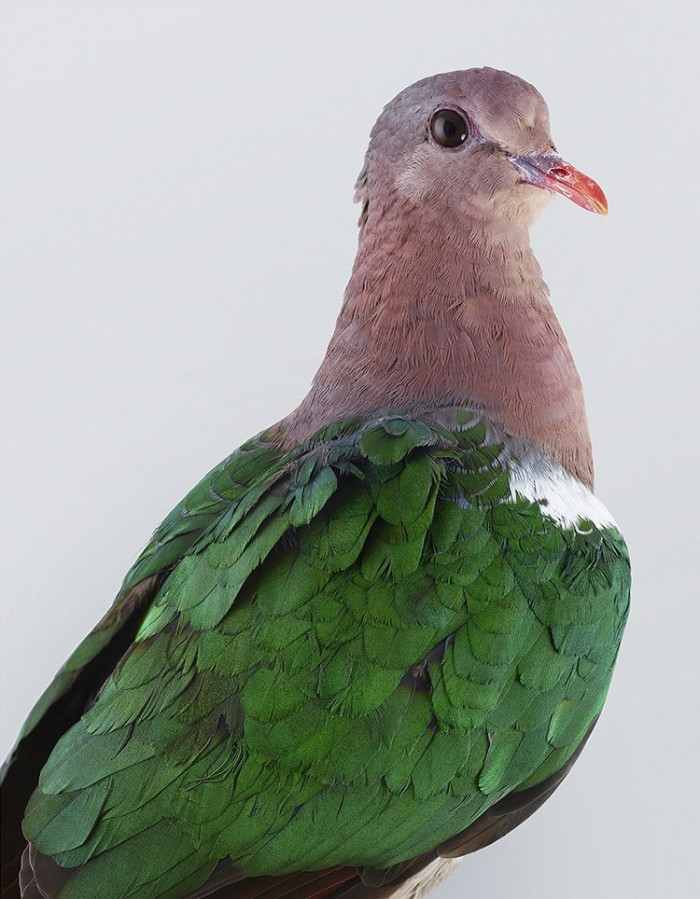 Զարմանահրաշ գույներով թռչունների դիմանկարները յուրահատուկ ֆոտոշարքում