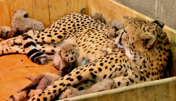 Three-week-old cheetah cubs at the Saint Louis Zoo