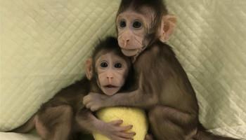 Monkey Clones Created in the Lab. Now What?