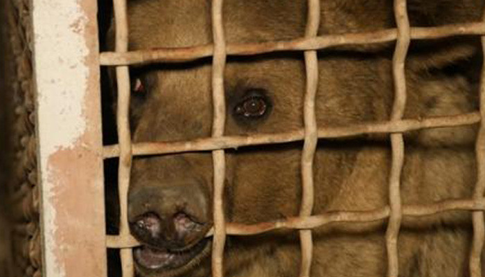 The saddest bear in Armenia