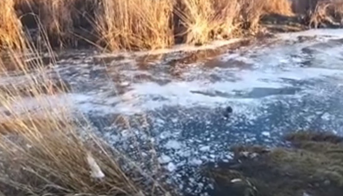 Հրազդան գետով փրփուրանման զանգված է հոսում (տեսանյութ)