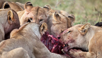 South African lions eat 'poacher', leaving just his head