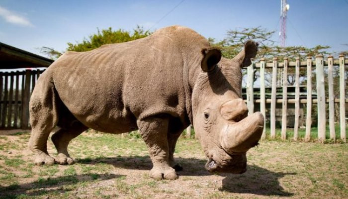 World's last male northern white rhino dies
