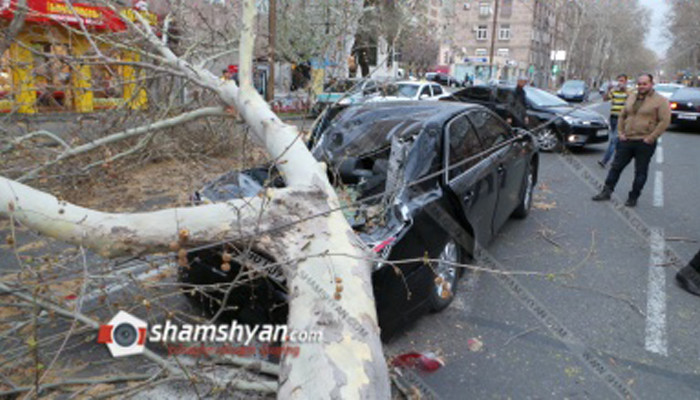 Արտակարգ դեպք Երևանում. հաստաբուն ծառը կոտրվել և ընկել է ավտոմեքենաների վրա