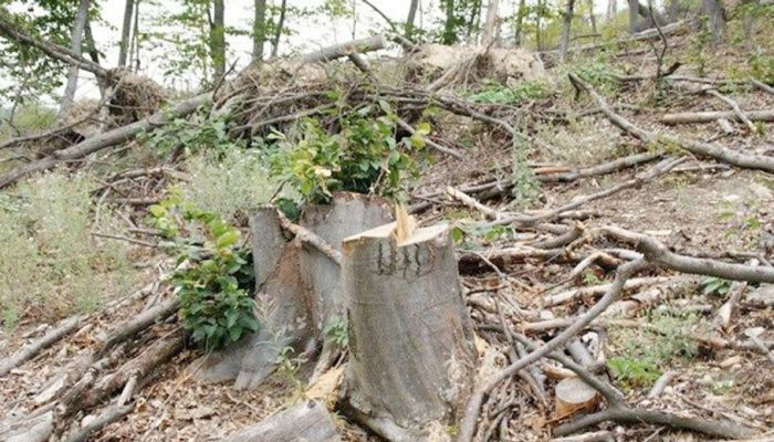 Դիլիջանում անտառահատ վանդալներն, ի հեճուկս վարչապետի հայտարարության, 21 հատ ծառ են կտրել