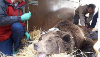 Two bears Rescued