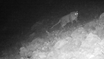 Another Caucasian leopard spotted by cameras in Armenia