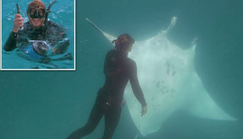 Amazing moment manta ray known as Freckles approaches snorkellers for help removing a fish hook from her eye
