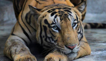 #Coronavirus: Tiger at Bronx Zoo tests positive for #COVID_19․ #BBCNews
