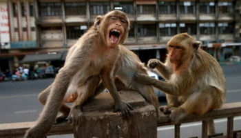 Monkeys steal coronavirus blood samples in India