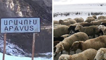 Ադրբեջանցիներն Արավուսից գողացած ոչխարներին վերադարձրել են