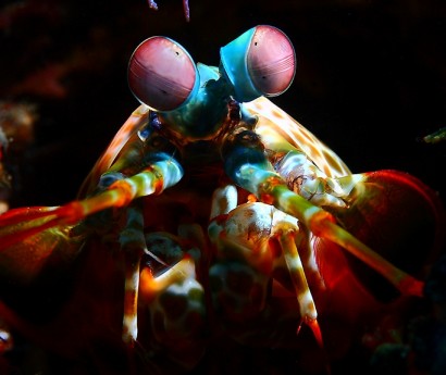Amazing Underwater Creatures I Photographed While Diving In Indonesia