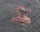 Epic ten-minute struggle between a giant octopus and a determined seal caught on camera... as predator shows off his kill to the camera