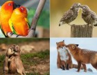 15 Most Touching Expressions Of Love Shots Of Animals And Birds