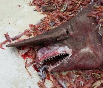Rare 'alien of the deep' goblin shark found in Australia